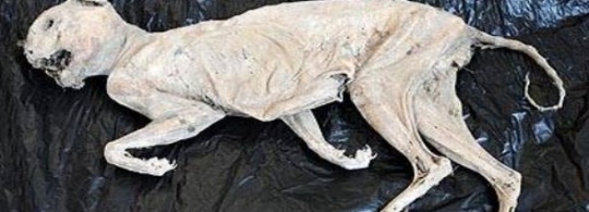 mummified-cat mummified-cat